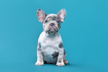 Merle French Bulldog dog puppy sitting in front of blue background