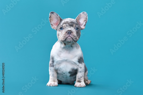 Fotografiet Merle French Bulldog dog puppy sitting in front of blue background