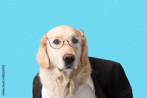 Business dog on color background