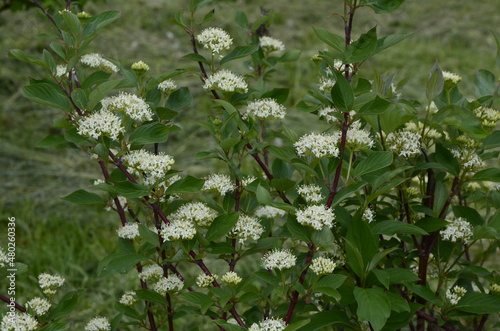 Closeup of flowers of White Dogwood Cornus, alba