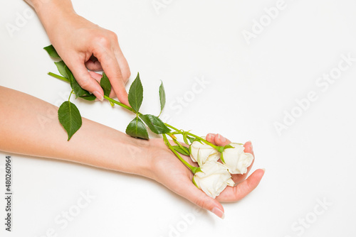 Fototapeta Naklejka Na Ścianę i Meble -  Beauty woman hands with white rose flowers on table. Natural cosmetic product for hand skin care. Fashion makeup