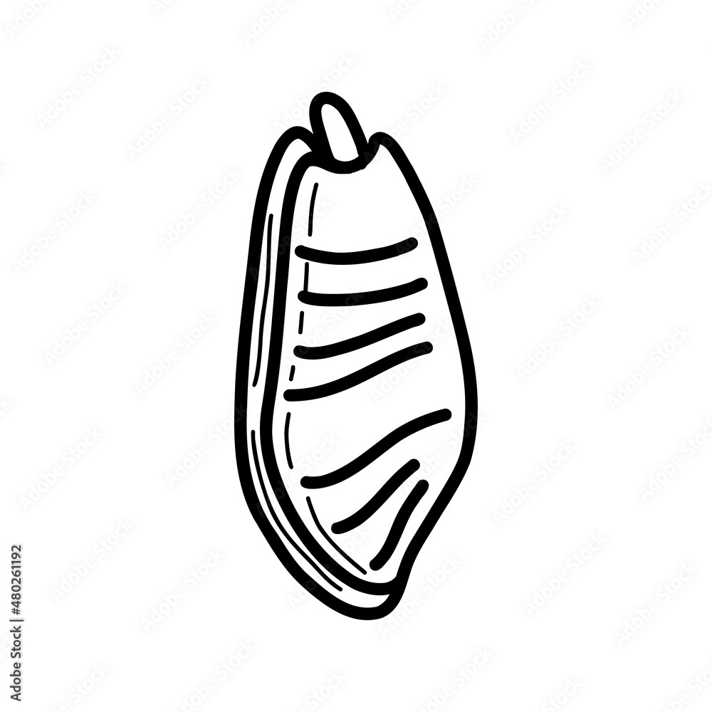 seashell sketch. vector illustration in doodle style seashell sketch. vector illustration in doodle style