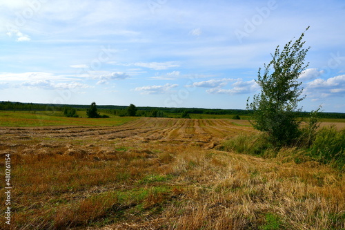 Fototapeta Naklejka Na Ścianę i Meble -  A view of a freshly harvested or mown field, meadow or pastureland located in the midle of nowhere, with some trees, shrubs, and other flora visible on a Polish countryside during a summer day