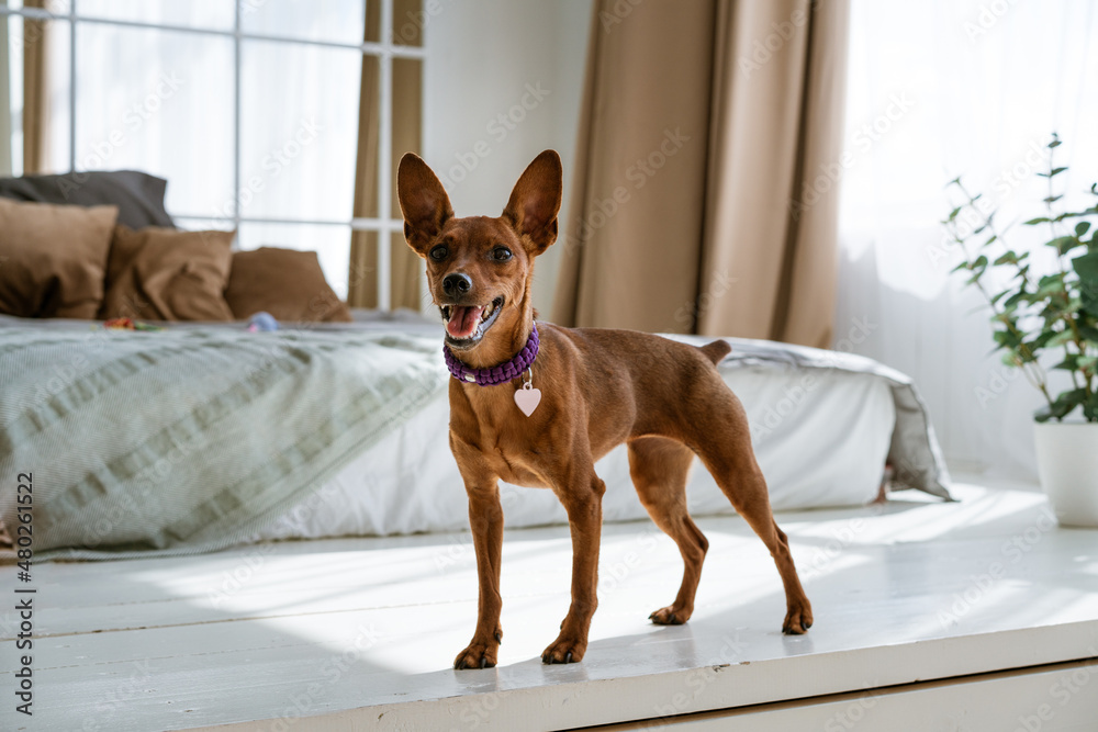 A miniature brown pinscher on background of bed and the window stands looking. Emotions of dogs. Thoroughbred pet. High quality photo.