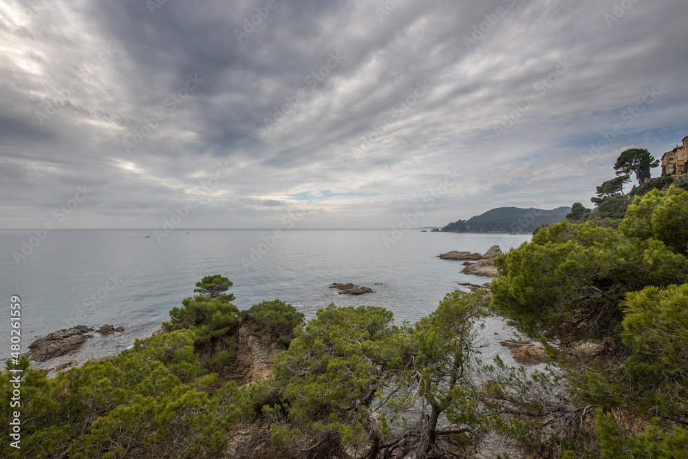 Pine trees above the sea. Seascape on a cloudy day with pine trees and rock. Pine trees above the sea. Seascape on a cloudy day with pine trees and rock.