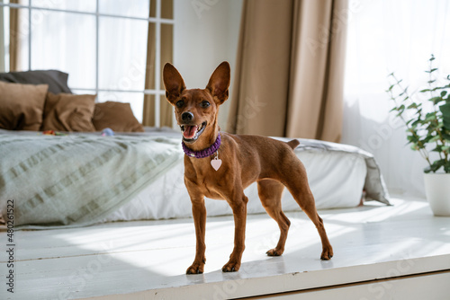 A miniature brown pinscher on background of bed and the window stands looking. Emotions of dogs. Thoroughbred pet. High quality photo. photo