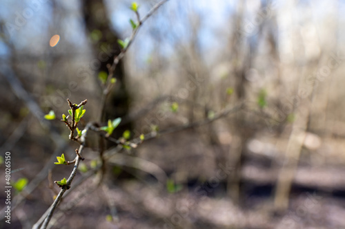 New spring growth show young green leaves emerge after winter