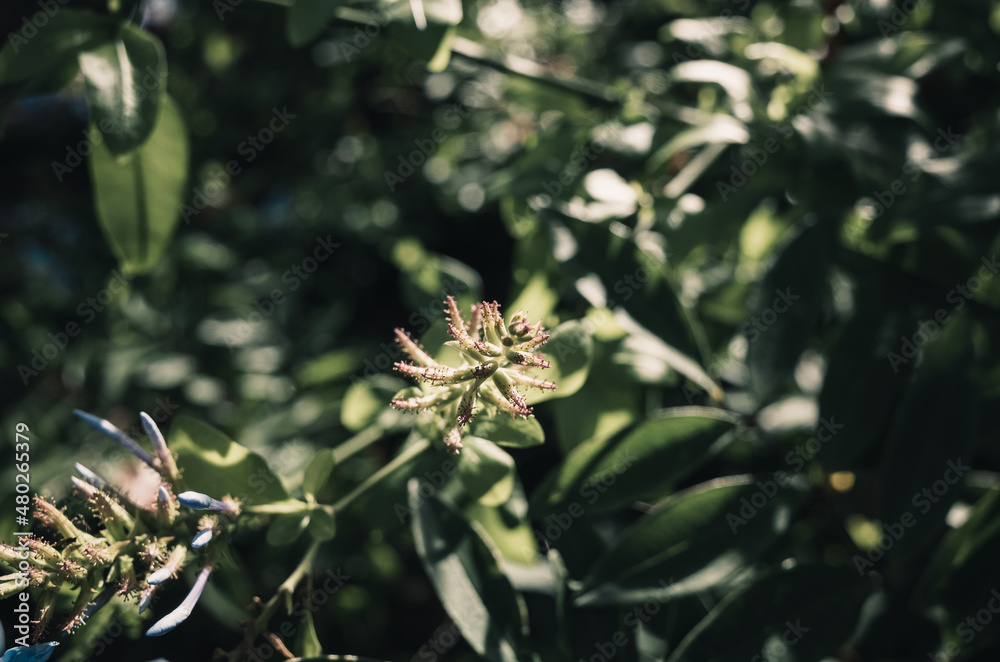 Green foliage Green foliage