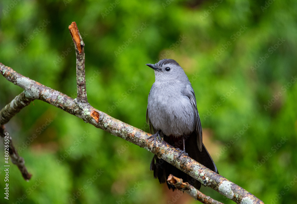 Gray Catbird on a branch Gray Catbird on a branch