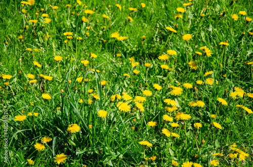 Spring landscape. Meadow of green grass and yellow dandelions