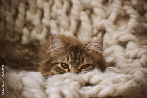 Cozy Cat © Shelby