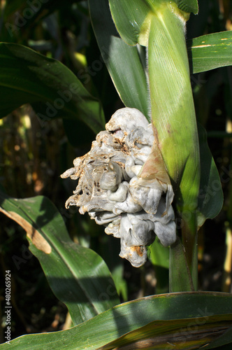 A corn plant affected by the fungus Ustilago zeae Unger photo