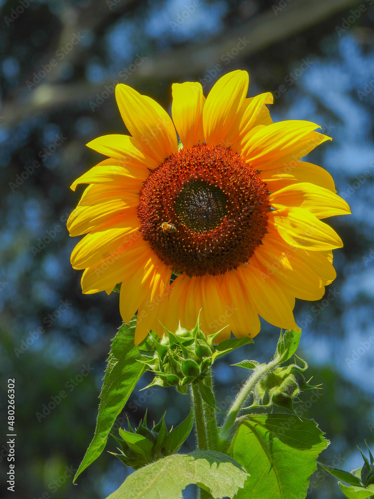Obraz premium nature of sunflower