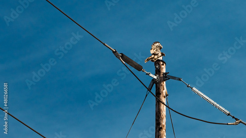 A red tailed hawk perches atop a telephone pole with power lines.