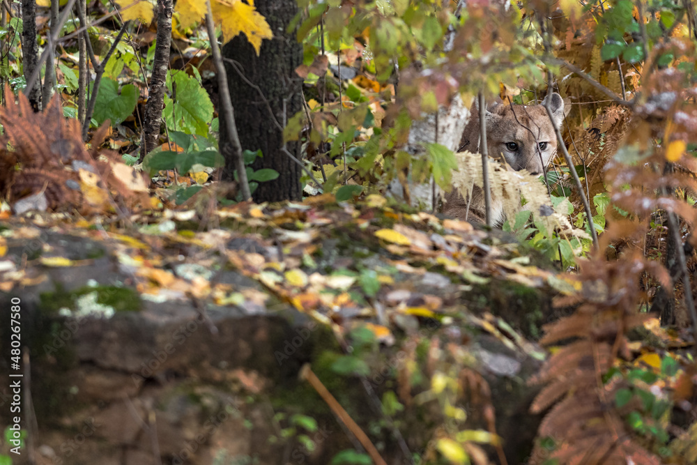 Cougar (Puma concolor) Stalks Hidden in Autumn Brush