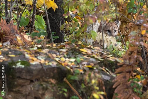 Cougar (Puma concolor) Stalks Hidden in Autumn Brush