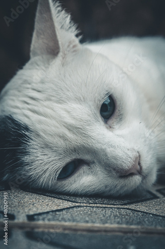 close up of a cat
