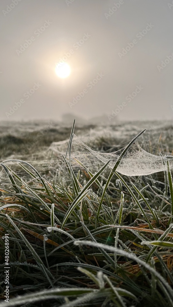 Frost covered spiderweb stretches across blades of icy grass with winter sunrise in the background