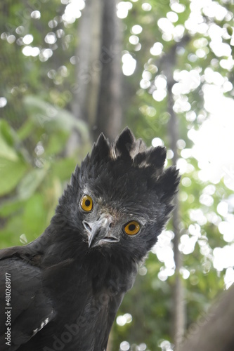 Spizaetus tyrannus, aguila iguanera en habitad natural photo