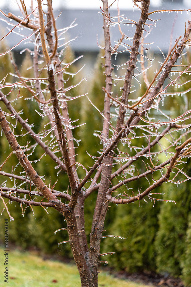 icy glaze on the branches. Rain and frost. Frozen icicles on the branches. Thaw. apricot tree icy glaze on the branches. Rain and frost. Frozen icicles on the branches. Thaw. apricot tree