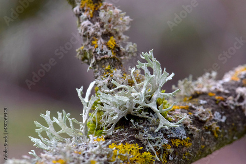 Green Lichen Parmeliaceae 03 photo