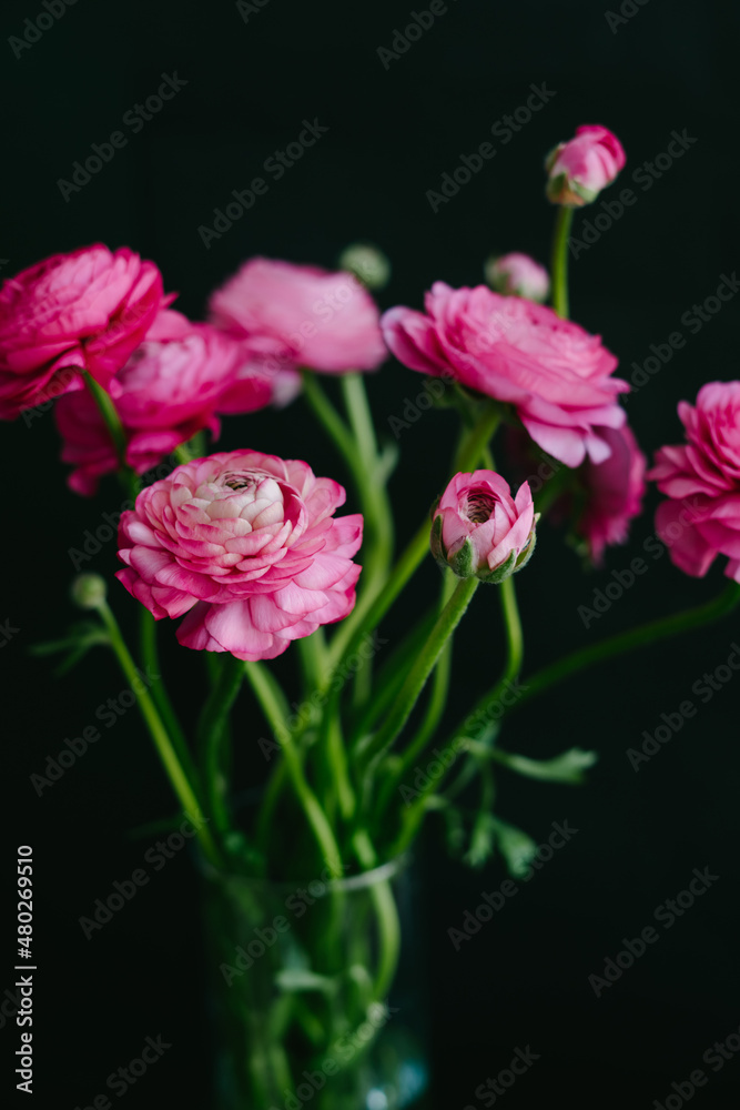 The ranunculi are pink on a black background. Spring bouquet for birthday, Mother's Day, March 8, International Women's Day, anniversary. Happy Valentine's Day. Vertical image.