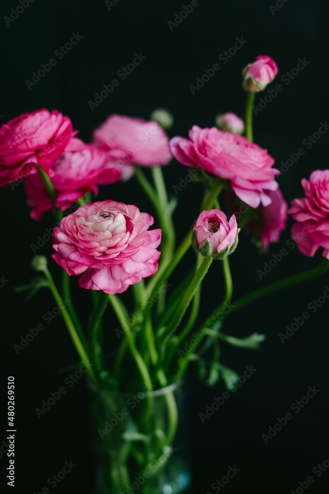 The ranunculi are pink on a black background. Spring bouquet for birthday, Mother's Day, March 8, International Women's Day, anniversary. Happy Valentine's Day. Vertical image. The ranunculi are pink on a black background. Spring bouquet for birthday, Mother's Day, March 8, International Women's Day, anniversary. Happy Valentine's Day. Vertical image.