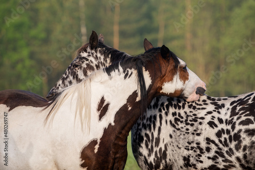Fotografia Two beautiful horses in a morning in summer