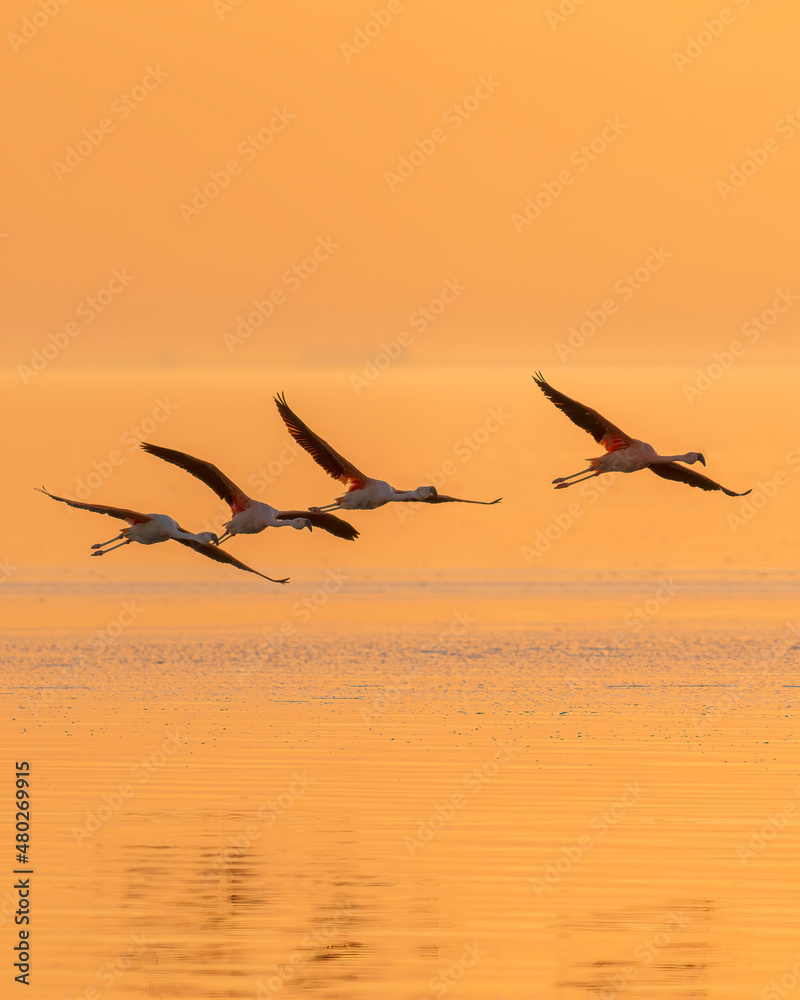 Naklejka premium Flamengos en Mar chiquita, Córdoba, Argentina