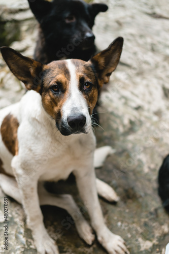 A funny red-and-white dog with big ears looks at the camera. The problem of stray animals. © tumana_net