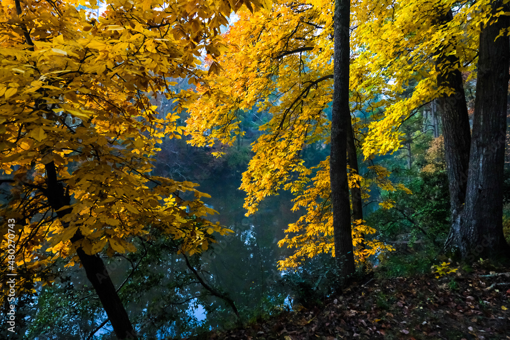 Colorful Autumn Leaves in the Sunshine as the Trees Change Color Colorful Autumn Leaves in the Sunshine as the Trees Change Color