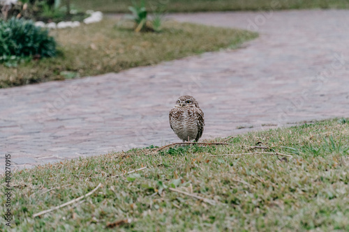 Owl standing in the grass with blurred background.