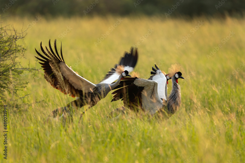 Fototapeta premium Grey crowned crane in the Queen Elizabeth National park. Symbol of Uganda. State bird. African wildlife. 