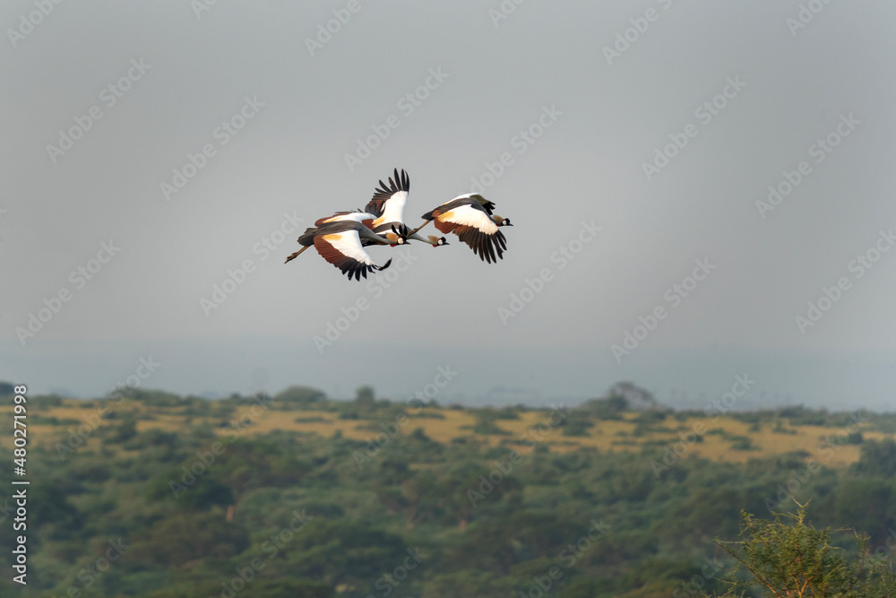 Fototapeta premium Grey crowned crane in the Queen Elizabeth National park. Symbol of Uganda. State bird. African wildlife. 