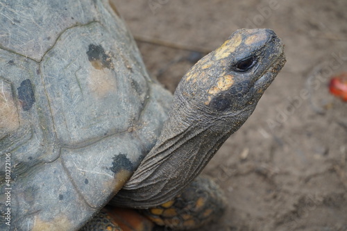 Close up of he head of a Jabuti Piranga south american tortoise (chelonoidis carbonaria). Near Manaus, Amazon state, Brasil.