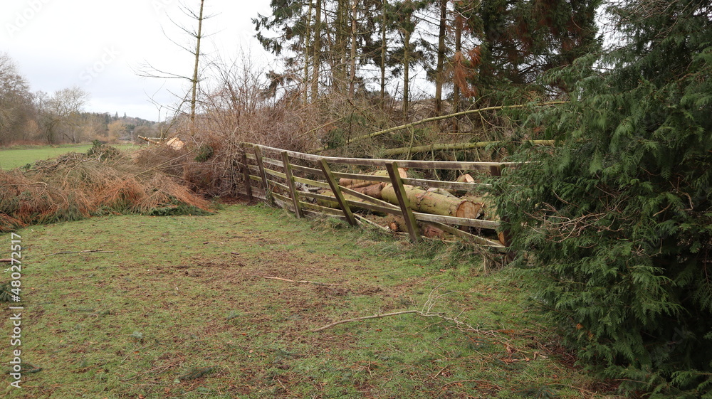 Lots of damage to fence with chopped down trees