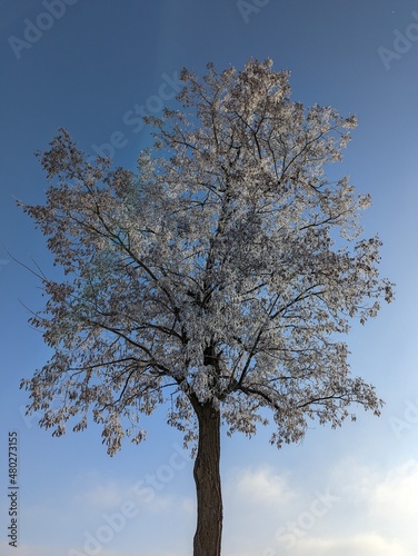 Samotne drzewo zim  
