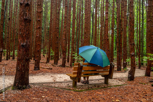 Umbrella in the Woods