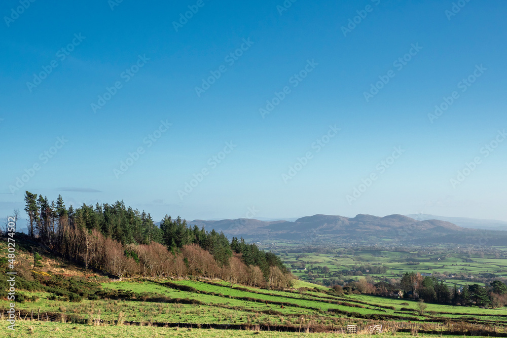 Small forest on a hill and meadows with stone fences and mountains in the background. Blue cloudy sky. Irish landscape, county Sligo, Ireland. Warm sunny day.