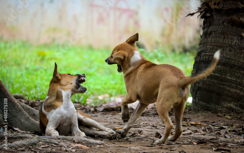 Canvastavla Two dogs are fighting each other