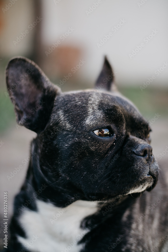 french bulldog portrait.