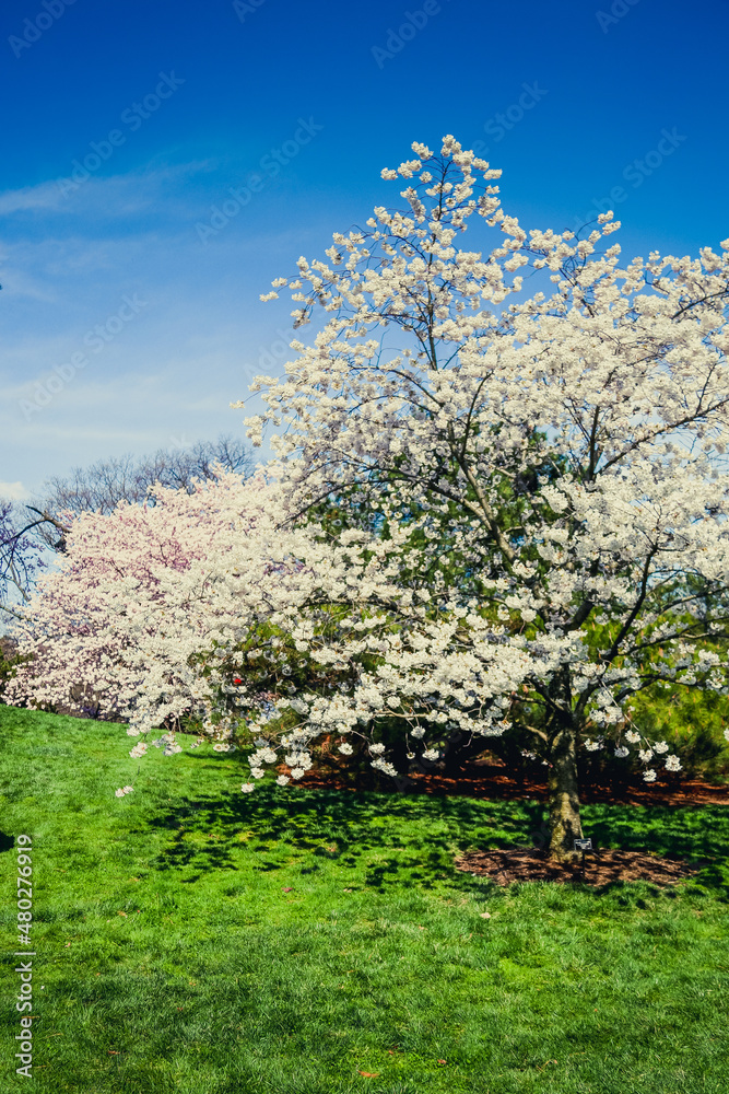 Blossom in NYBG