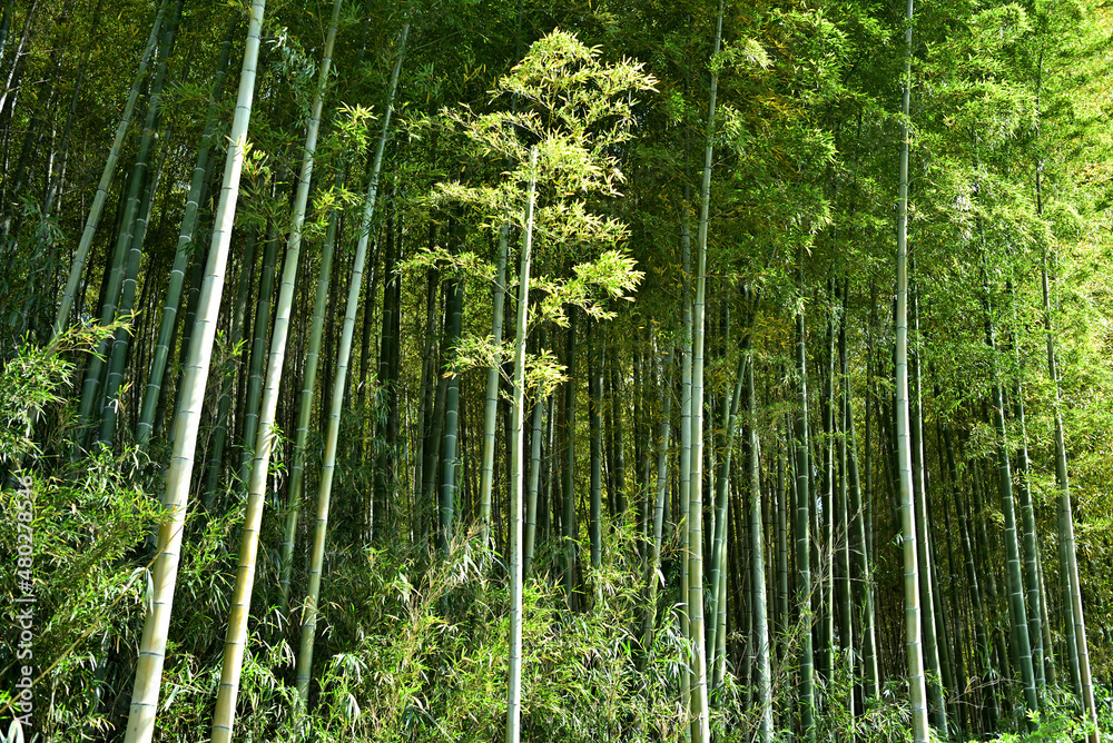 Fototapeta premium 小野路竹林