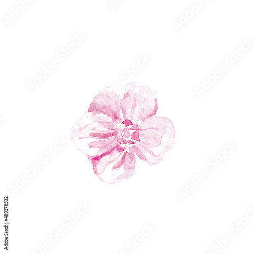pink drawing watercolor isolated peach flower on a white background