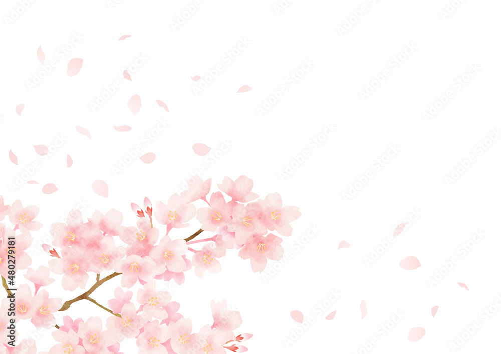 満開の桜と風に舞う花びらのフレーム 春の花の背景 水彩イラスト ベクター Stock Vector Adobe Stock