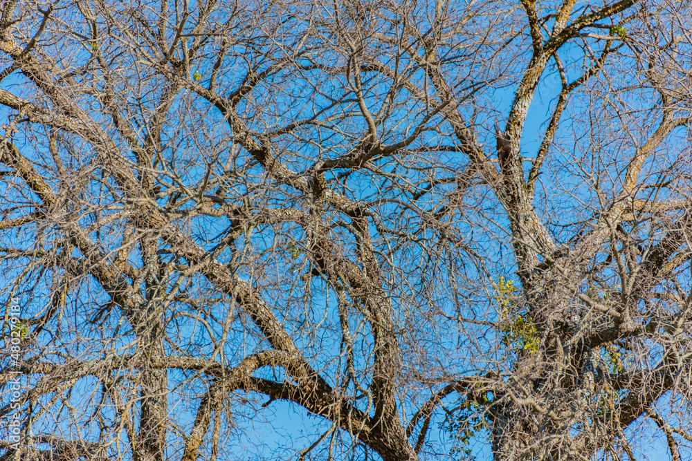 tree branches against blue sky