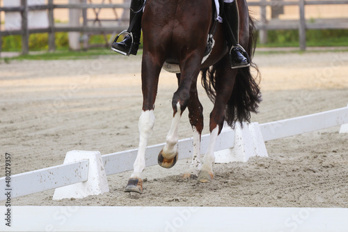 Riding horse legs close up