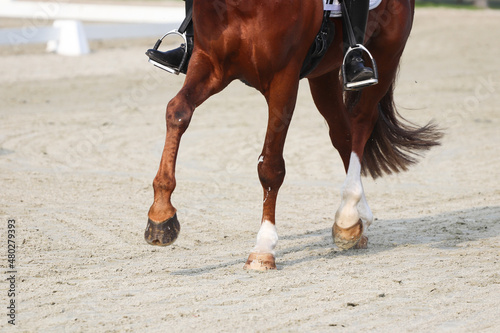 Riding horse legs close up