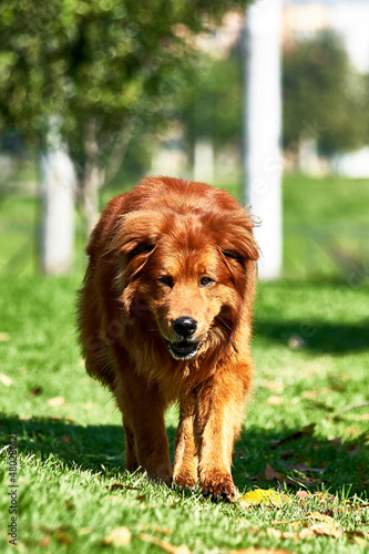 perro de edad adulta caminando en parque bajo un maravilloso sol de verano