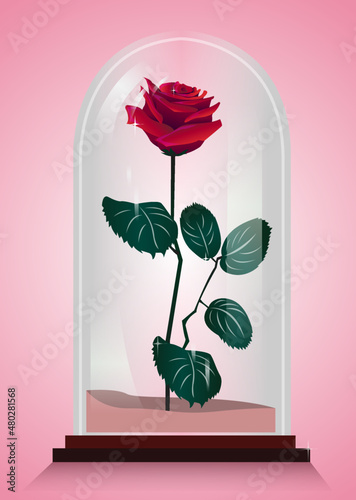red rose in a glass recipient
